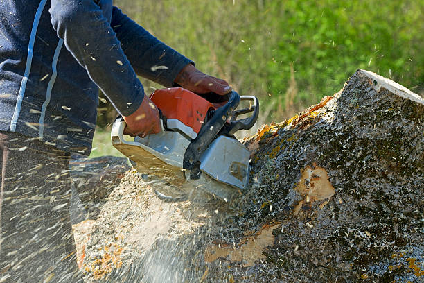 Best Tree Health Inspection  in Rouses Point, NY